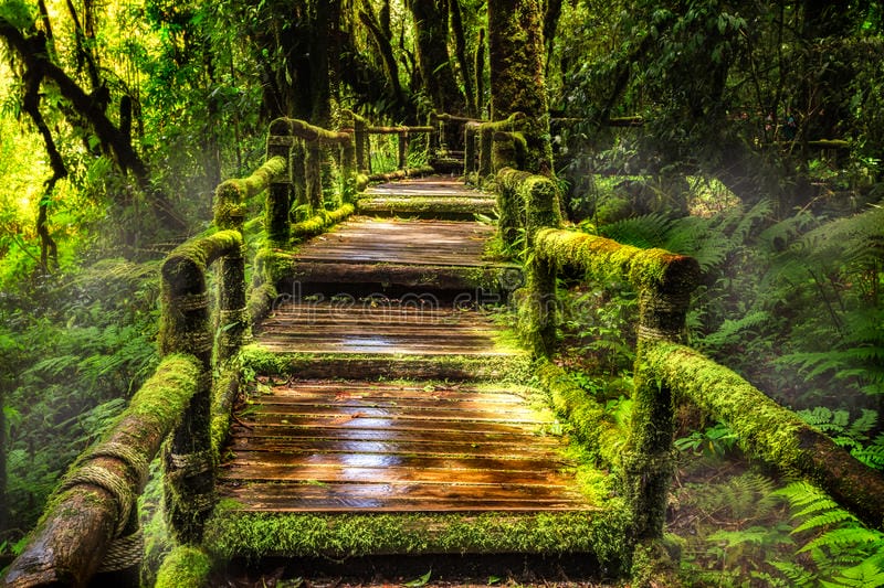 A wooden pathway covered in moss winds through a lush, green forest, surrounded by dense foliage and tall trees. The scene is misty and serene, with sunlight filtering through the leaves.