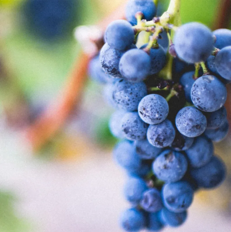 Grapes