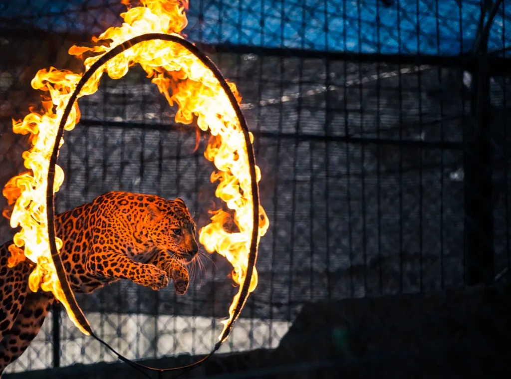 Leopard jumping through a hoop