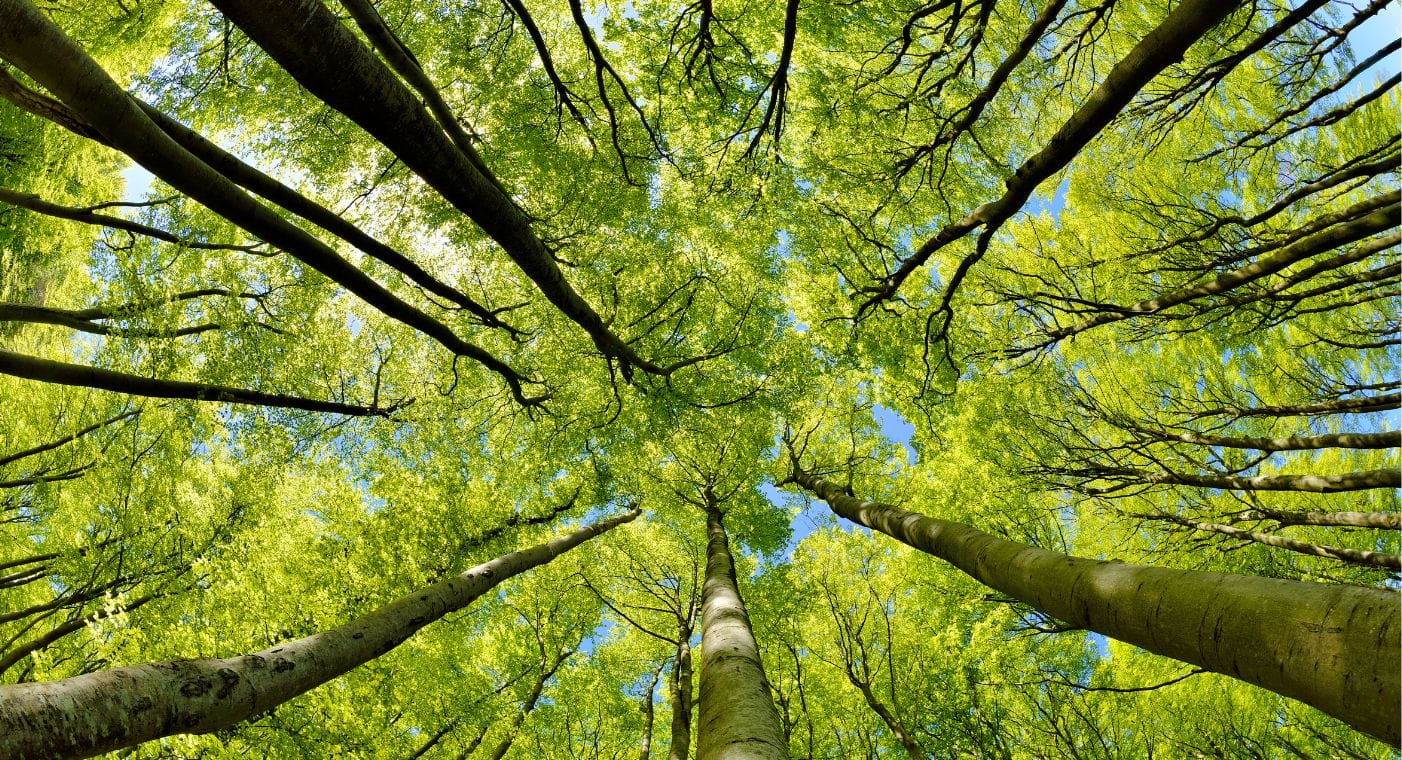 MHP Group discuss building trust in carbon markets.